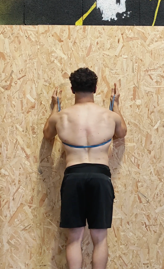 Scapula profil